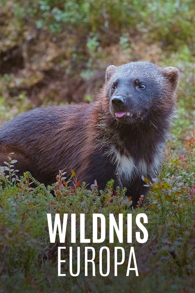 Wildnis Europa